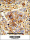 CD163 antibody, 62-830, ProSci, Immunohistochemistry paraffin image 