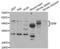CD58 Molecule antibody, LS-C334217, Lifespan Biosciences, Western Blot image 