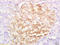Glucagon antibody, 251333, Abbiotec, Immunohistochemistry paraffin image 