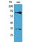 Nuclear Factor, Erythroid 2 Like 2 antibody, LS-C387093, Lifespan Biosciences, Western Blot image 