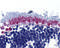 Apoptosis Inducing Factor Mitochondria Associated 1 antibody, 2267, ProSci, Immunohistochemistry paraffin image 