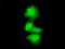 Histone Deacetylase 10 antibody, TA500751, Origene, Immunofluorescence image 