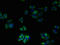 Transmembrane Protein 41A antibody, LS-C376858, Lifespan Biosciences, Immunofluorescence image 