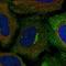 Acid Sensing Ion Channel Subunit 1 antibody, HPA058870, Atlas Antibodies, Immunocytochemistry image 