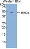 Natriuretic Peptide A antibody, LS-C292960, Lifespan Biosciences, Western Blot image 