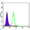 Cyclin B1 antibody, LS-C812558, Lifespan Biosciences, Western Blot image 