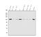 Protein Phosphatase 1 Regulatory Subunit 12A antibody, PB9737, Boster Biological Technology, Western Blot image 