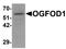 2-Oxoglutarate And Iron Dependent Oxygenase Domain Containing 1 antibody, orb95593, Biorbyt, Western Blot image 
