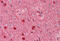 Doublecortin antibody, MBS249073, MyBioSource, Immunohistochemistry frozen image 