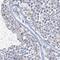 Protein Interacting With Cyclin A1 antibody, HPA023648, Atlas Antibodies, Immunohistochemistry frozen image 