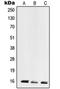 60S ribosomal protein L28 antibody, orb214529, Biorbyt, Western Blot image 