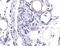 Fatty Acid Binding Protein 7 antibody, LS-C34713, Lifespan Biosciences, Immunohistochemistry paraffin image 