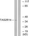 Taste 2 Receptor Member 14 antibody, GTX87673, GeneTex, Western Blot image 