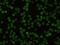 CD48 Molecule antibody, GTX02126, GeneTex, Immunofluorescence image 