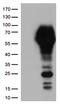 CD33 Molecule antibody, TA506320, Origene, Western Blot image 