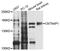 Contactin Associated Protein 1 antibody, abx135976, Abbexa, Western Blot image 