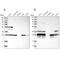 Enoyl-CoA Hydratase, Short Chain 1 antibody, PA5-54545, Invitrogen Antibodies, Western Blot image 