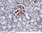 Intercellular Adhesion Molecule 1 antibody, 80022-MM01, Sino Biological, Immunohistochemistry paraffin image 