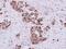 Myo-Inositol Oxygenase antibody, GTX116239, GeneTex, Immunohistochemistry paraffin image 