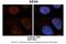 Eukaryotic Translation Initiation Factor 3 Subunit G antibody, 25-619, ProSci, Immunohistochemistry paraffin image 