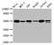 ATF4 antibody, CSB-RA002272A0HU, Cusabio, Western Blot image 