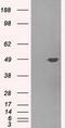 Pleckstrin antibody, GTX83873, GeneTex, Western Blot image 