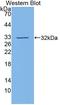 Vascular Cell Adhesion Molecule 1 antibody, LS-C296942, Lifespan Biosciences, Western Blot image 