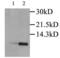 C-C Motif Chemokine Ligand 3 antibody, PA1-28867, Invitrogen Antibodies, Western Blot image 