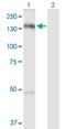 TBC1 Domain Family Member 1 antibody, H00023216-D01P, Novus Biologicals, Western Blot image 