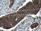 Programmed Cell Death 6 Interacting Protein antibody, NBP2-46348, Novus Biologicals, Immunohistochemistry frozen image 