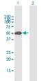 Zinc Finger Protein 2 antibody, H00080108-B01P, Novus Biologicals, Western Blot image 