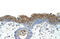 Eukaryotic Translation Initiation Factor 2A antibody, 29-479, ProSci, Immunohistochemistry paraffin image 