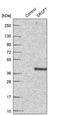 Serine And Arginine Rich Splicing Factor 7 antibody, PA5-63368, Invitrogen Antibodies, Western Blot image 