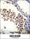 Docking Protein 3 antibody, 56-195, ProSci, Immunohistochemistry frozen image 