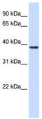Ras Association Domain Family Member 7 antibody, TA344449, Origene, Western Blot image 