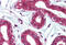 Integrin Subunit Alpha 6 antibody, MBS242490, MyBioSource, Immunohistochemistry frozen image 