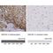 Aldose reductase antibody, NBP2-56910, Novus Biologicals, Immunohistochemistry paraffin image 