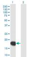 Ubiquitin Like 4B antibody, H00164153-M04, Novus Biologicals, Western Blot image 