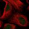 Ankyrin Repeat Domain 11 antibody, PA5-65306, Invitrogen Antibodies, Immunofluorescence image 