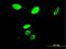 MYB Proto-Oncogene Like 2 antibody, H00004605-M03, Novus Biologicals, Immunocytochemistry image 