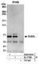 Dihydrouridine Synthase 3 Like antibody, A304-641A, Bethyl Labs, Immunoprecipitation image 