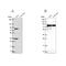 Clathrin Interactor 1 antibody, NBP2-49239, Novus Biologicals, Western Blot image 