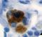 Calcitonin antibody, LS-C311960, Lifespan Biosciences, Immunohistochemistry frozen image 