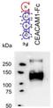 Carcinoembryonic Antigen Related Cell Adhesion Molecule 1 antibody, NBP2-36277, Novus Biologicals, Western Blot image 