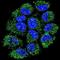 Nuclear Factor Kappa B Subunit 1 antibody, orb214306, Biorbyt, Immunofluorescence image 