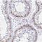 Testis Expressed 19 antibody, NBP2-30835, Novus Biologicals, Immunohistochemistry frozen image 