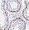 Testis-expressed sequence 19 protein antibody, NBP2-30835, Novus Biologicals, Immunohistochemistry frozen image 