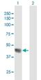 Speckle-type POZ protein antibody, H00008405-B01P, Novus Biologicals, Western Blot image 