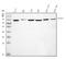 Karyopherin Subunit Beta 1 antibody, M01851-2, Boster Biological Technology, Western Blot image 