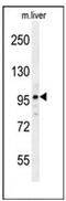 Interactor Of Little Elongation Complex ELL Subunit 2 antibody, AP52811PU-N, Origene, Western Blot image 